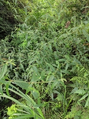 Achyranthes longifolia