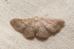 Idaea obsoletaria