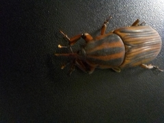 Rhynchophorus phoenicis
