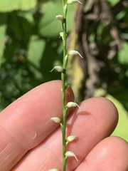 Persicaria virginiana