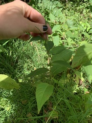 Persicaria virginiana