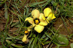 Moraea melanops