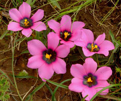 Moraea melanops