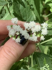 Ageratina altissima