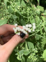 Ageratina altissima