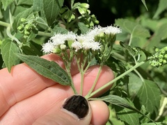 Ageratina altissima
