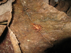 Dendrophryniscus imitator