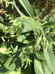 Symphytum officinale