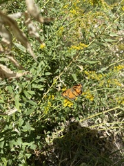 Phyciodes tharos riocolorado