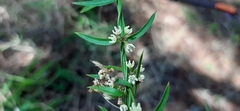 Metastelma angustifolium