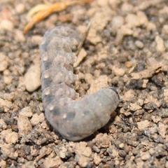 Agrotis perirroratus