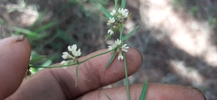Metastelma angustifolium