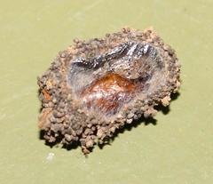 Agrotis perirroratus