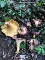 Cantharellus violaceovinosus