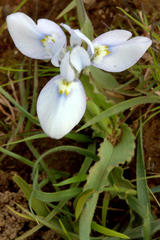 Moraea ciliata