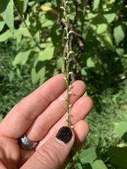 Persicaria virginiana