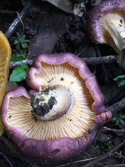 Cantharellus violaceovinosus