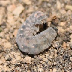 Agrotis perirroratus