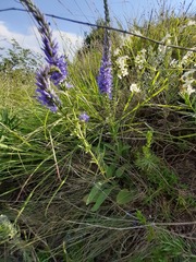 Veronica spicata