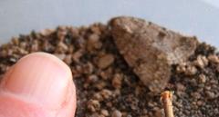 Agrotis perirroratus