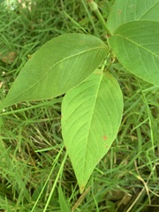 Persicaria virginiana