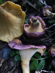 Cantharellus violaceovinosus