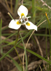 Moraea fergusoniae
