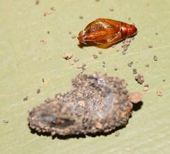 Agrotis perirroratus