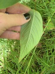 Persicaria virginiana