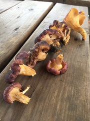 Cantharellus violaceovinosus