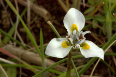 Moraea fergusoniae