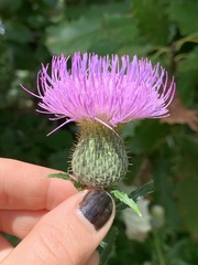 Cirsium altissimum