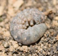 Agrotis perirroratus