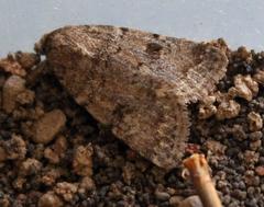 Agrotis perirroratus