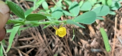 Chamaecrista rotundifolia