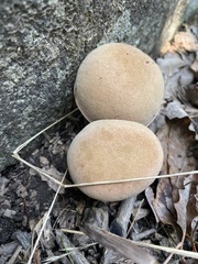 Aureoboletus russellii