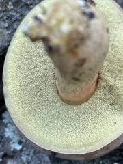 Aureoboletus russellii