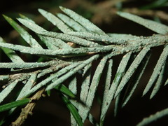 Fellhanera bouteillei