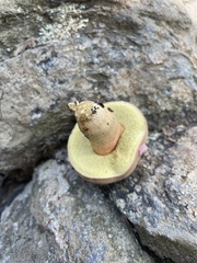 Aureoboletus russellii