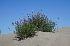 Lupinus albifrons