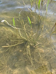 Alisma gramineum