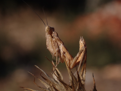 Patuljasta bogomoljka (Ameles spallanzania)