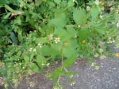 Galinsoga quadriradiata