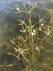Alisma gramineum
