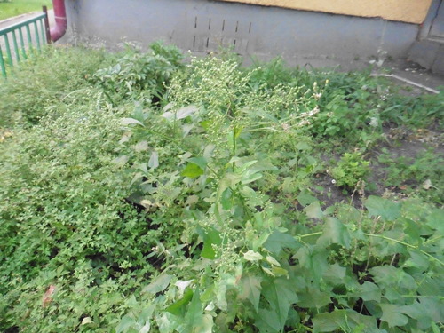 Vulvaria stramoniifolia (Vulvaria stramoniifolia)