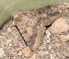Pandesma robusta