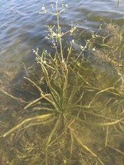 Alisma gramineum