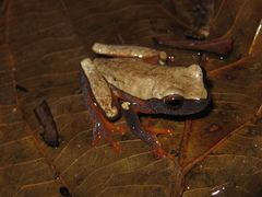 Dendropsophus triangulum