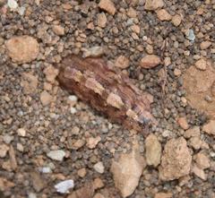 Pandesma robusta