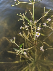 Alisma gramineum